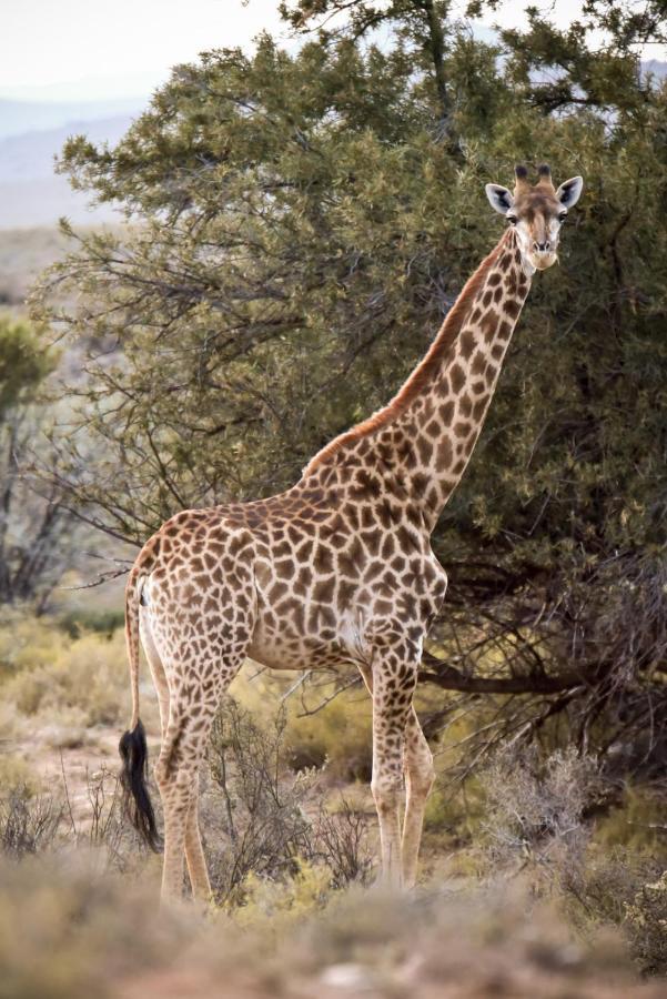 Mont Eco Game Reserve Montagu Kültér fotó