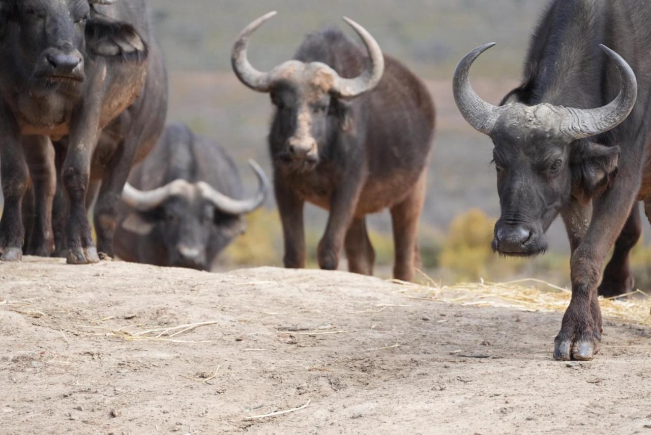 Mont Eco Game Reserve Montagu Kültér fotó