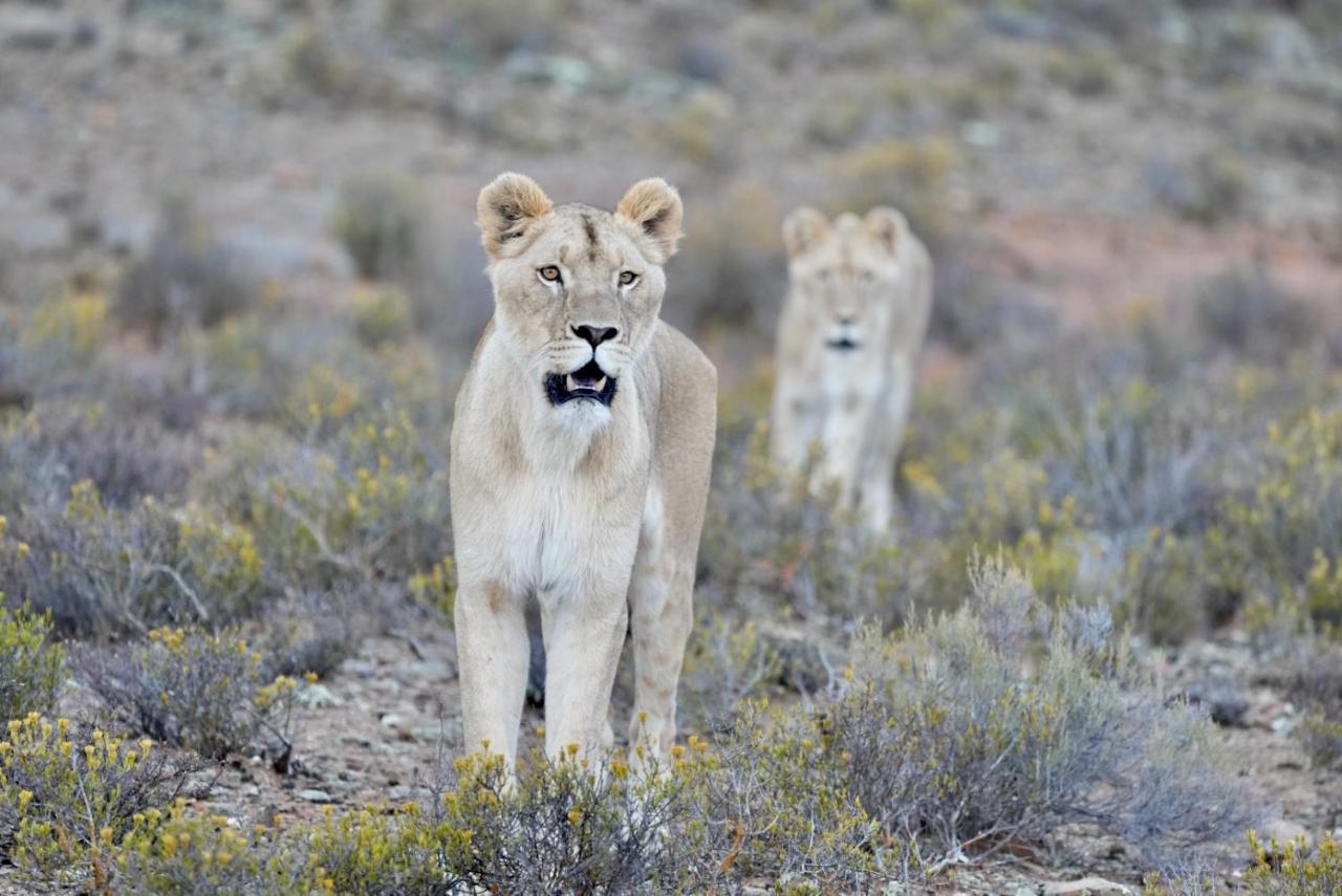Mont Eco Game Reserve Montagu Kültér fotó