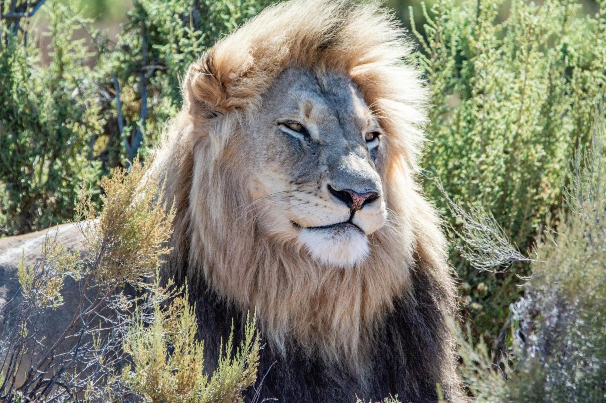 Mont Eco Game Reserve Montagu Kültér fotó